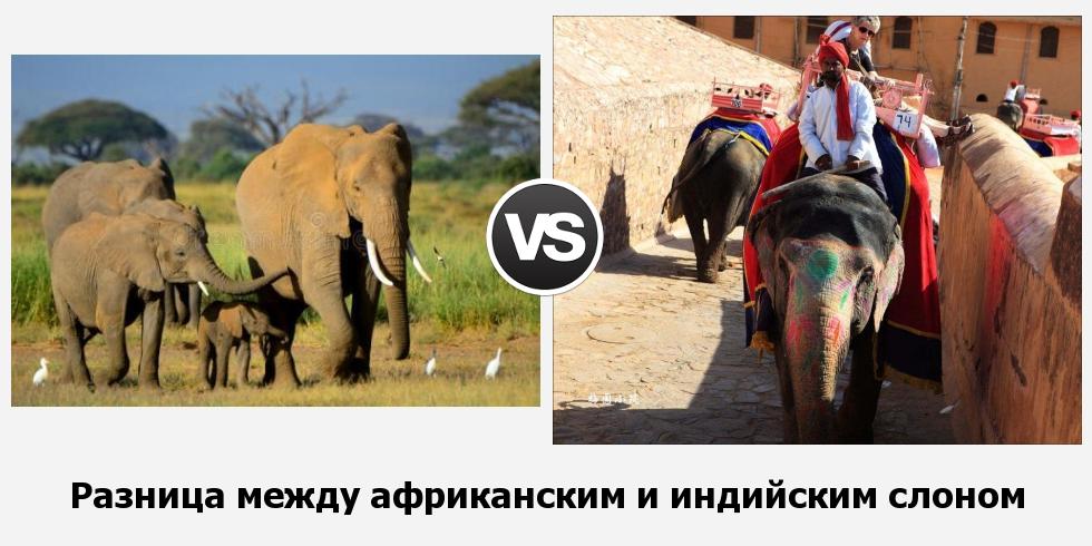 Разница между африканским и индийским слоном