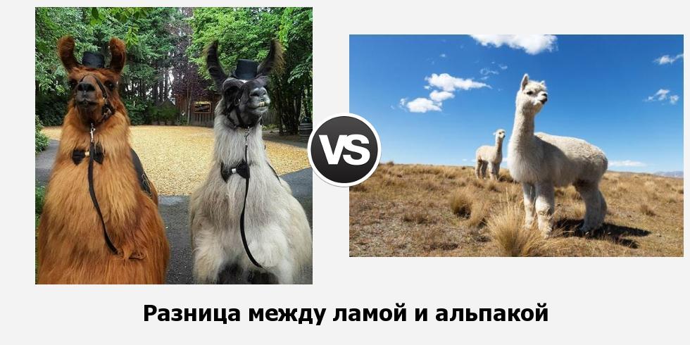 Разница между ламой и альпакой