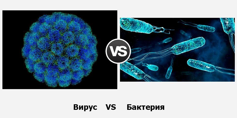 В чём разница между вирусом и бактерией?