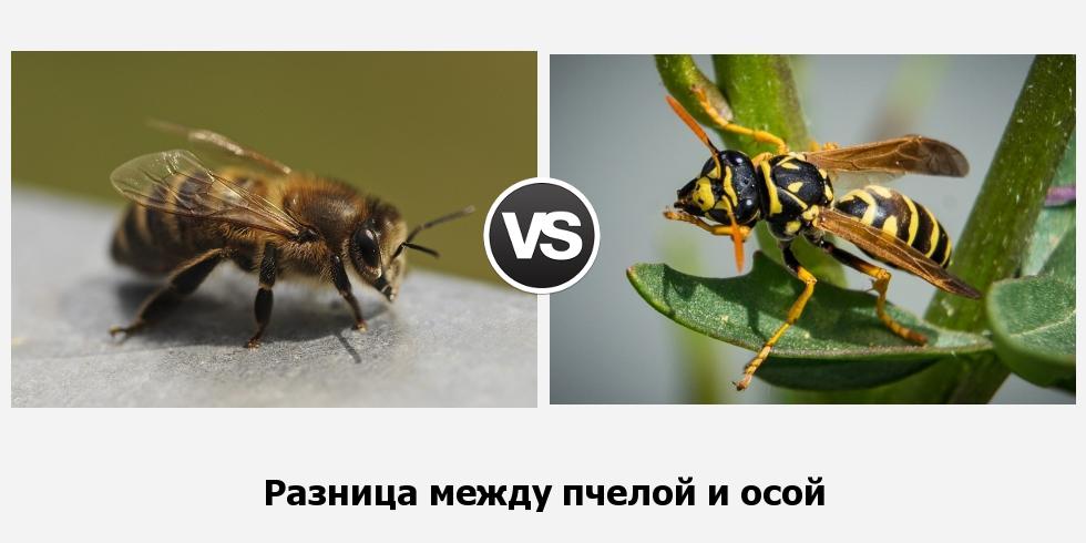 В чём разница между пчелой и осой?