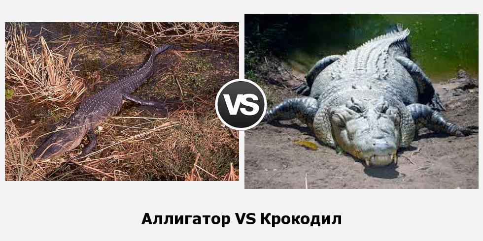 Отличия аллигатора от крокодила