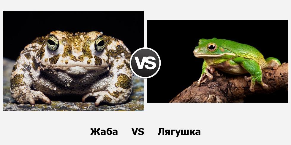 Разница между жабой и лягушкой