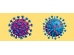 В чём разница между коронавирусом (COVID-2019) и вирусом гриппа?